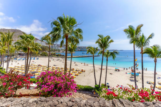 LAST MINUTE🚨 Vacanță ieftină în GRAN CANARIA 280€ zbor și cazare 7 zile